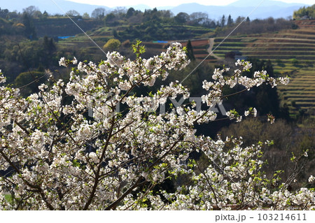 桜と だんだん畑 桜と だんだん畑 103214611