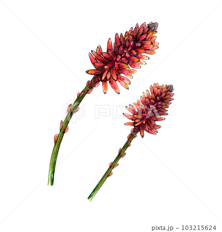 Watercolor botanical drawing set of aloe vera red flower stems on white background. Realistic detailed sketch for illustration, stickers, banner, references, encyclopedia, printing, tag, label, book.  103215624