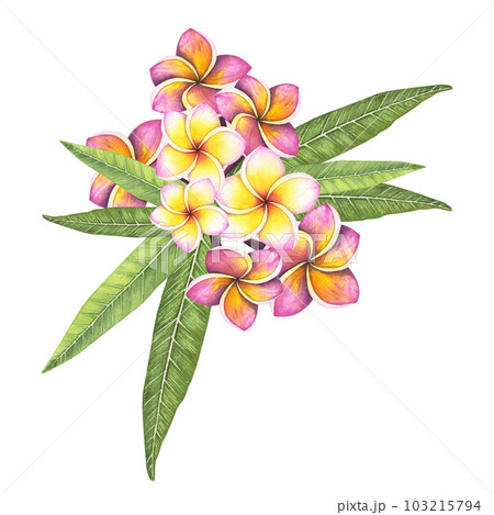 Set Plumeria flower isolated on white background. Watercolor hand drawn frangipani botanical illustration for design Set Plumeria flower isolated on white background. Watercolor hand drawn frangipani botanical illustration for design 103215794