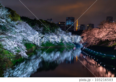 千鳥ヶ淵の夜桜ライトアップ・東京 千鳥ヶ淵の夜桜ライトアップ・東京 103216503