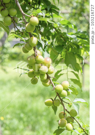 初夏の果樹園の青梅 初夏の果樹園の青梅 103216727