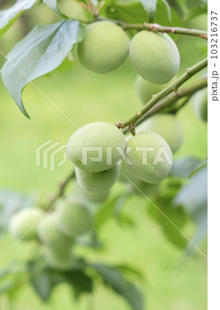 初夏の果樹園の青梅 103216737