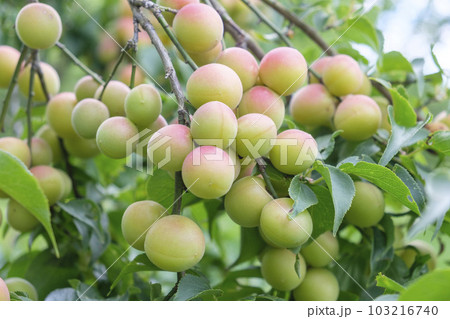 初夏の果樹園の青梅 103216740