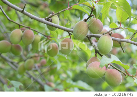 初夏の果樹園の青梅 103216745