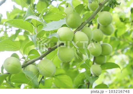 初夏の果樹園の青梅 初夏の果樹園の青梅 103216748