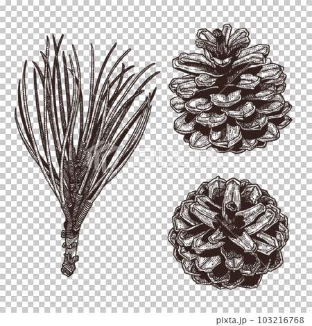 松ぼっくりと松葉の手描きラインアート(線画)のイラスト素材