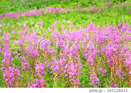 志賀高原のヤナギラン 103216815