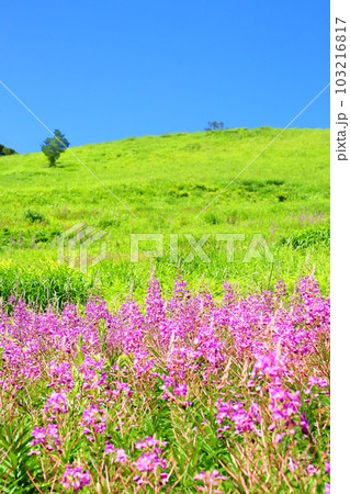 志賀高原のヤナギラン 103216817