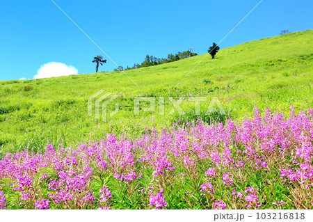 志賀高原のヤナギラン 103216818