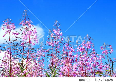 志賀高原のヤナギラン 103216820