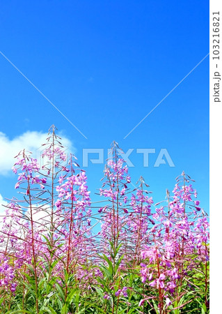 志賀高原のヤナギラン 志賀高原のヤナギラン 103216821