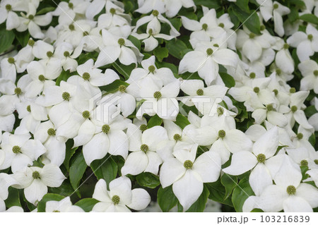初夏の里山に咲く山法師の花 初夏の里山に咲く山法師の花 103216839