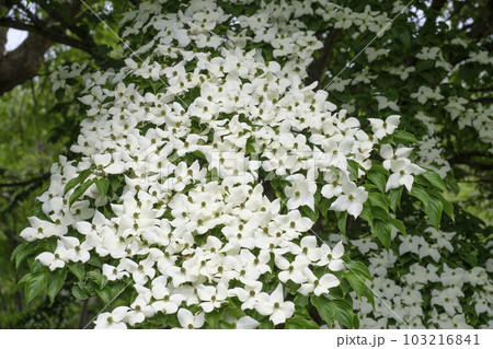 初夏の里山に咲く山法師の花 103216841