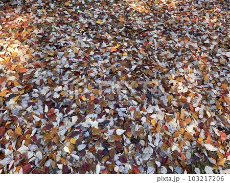 紅葉に染まる公園の足元 紅葉に染まる公園の足元 103217206