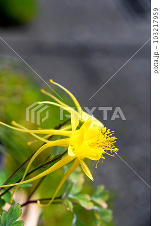 黄色い品種のおだまき(苧環) 黄色い品種のおだまき(苧環) 103217959