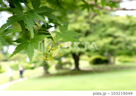 公園にある楓の木 公園にある楓の木 103219049