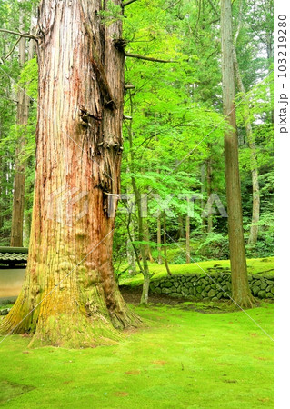 苔の禅寺・貞祥寺 103219280