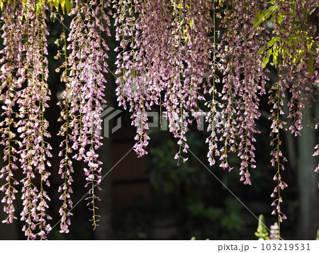 牛島の藤 牛島の藤 103219531