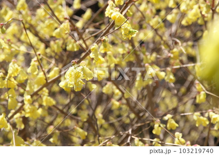 春に咲く満開のヒュウガミズキ 春に咲く満開のヒュウガミズキ 103219740