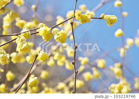 春に咲く満開のヒュウガミズキ【青空背景】 春に咲く満開のヒュウガミズキ【青空背景】 103219746