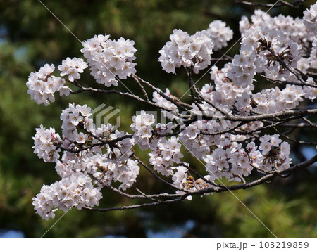 春の兼六園 桜 春の兼六園 桜 103219859
