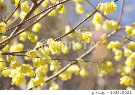 春に咲く満開のヒュウガミズキ【花背景】 103219921
