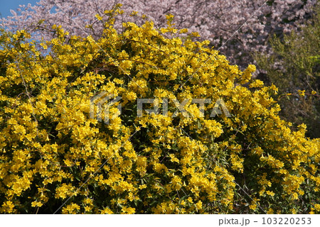 春に咲く満開のカロライナジャスミン【花背景】 103220253