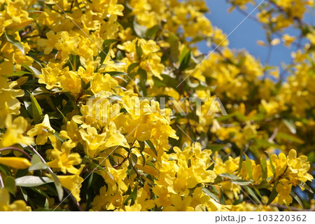 春に咲く満開のカロライナジャスミン【花背景】 103220362