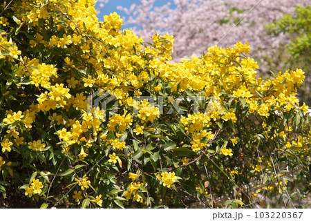 春に咲く満開のカロライナジャスミン【花背景】 103220367