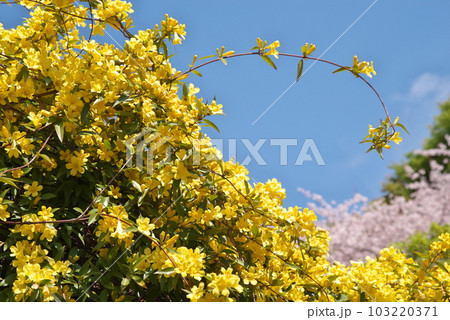 春に咲く満開のカロライナジャスミン【青空背景】 103220371