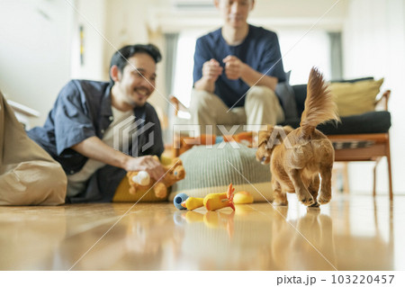 リビングで飼い主と遊ぶダックスフンド 103220457