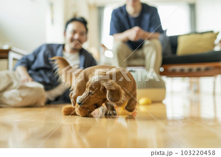 リビングで飼い主と遊ぶダックスフンド リビングで飼い主と遊ぶダックスフンド 103220458