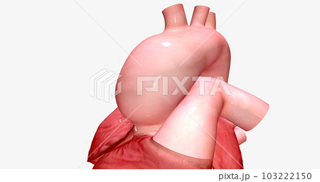 The aortic arch connects the ascending aorta to the descending aorta. 103222150