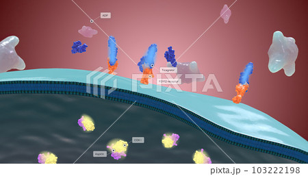 Platelet activation and aggregation play an important role in occlusive vascular events Platelet activation and aggregation play an important role in occlusive vascular events 103222198