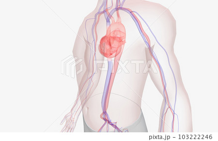 The abdominal aorta is the largest artery in the abdominal cavity. Blood travels through it from the heart to supply the lower body. 103222246