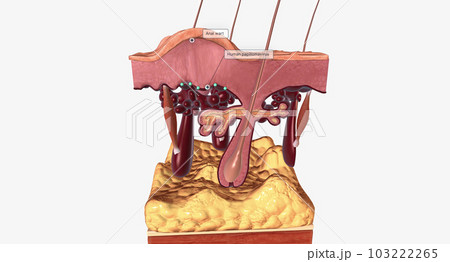 Most anal warts are caused by human papillomavirus (HPV) Most anal warts are caused by human papillomavirus (HPV) 103222265