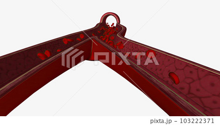 The vascular system is the body's network of blood vessels. 103222371