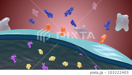 Platelet activation and aggregation play an important role in occlusive vascular events 103222403