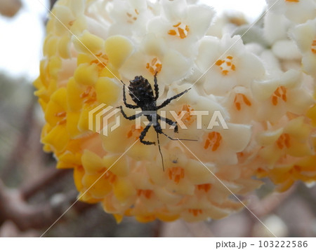 ヤニサシガメ(脂刺亀虫)/幼虫/ミツマタ(三椏)の花に乗っている様子 ヤニサシガメ(脂刺亀虫)/幼虫/ミツマタ(三椏)の花に乗っている様子 103222586