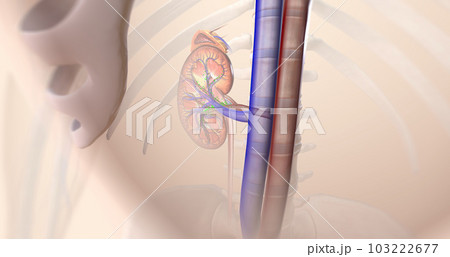 The kidneys help your body by excreting excess sodium into the ureter, where it is flushed away with the urine. 103222677