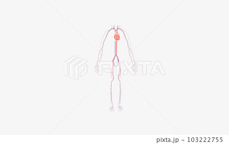 Simplified Cardio System 103222755