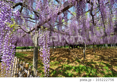 100畳敷きの藤の花 100畳敷きの藤の花 103222756