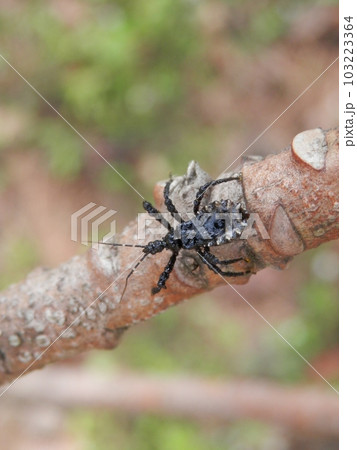 ヤニサシガメ(脂刺亀虫)/幼虫 103223364