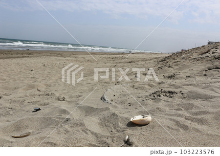貝殻と大竹海岸 103223576