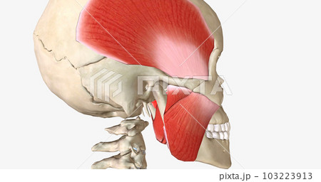 There are four muscles of mastication....のイラスト素材 [103223913] - PIXTA