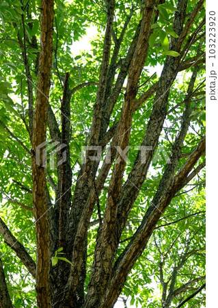 コルクガシ コルクガシ 103223920