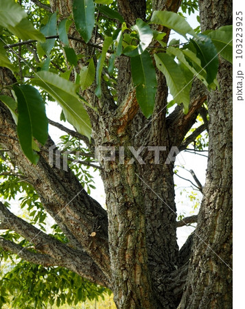 現品】コルクの木 コルクガシ 樫の木（コルクガシ） Quercus