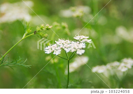 真っ白なパクチーの花 真っ白なパクチーの花 103224058