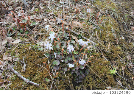 イワウチワ(岩団扇)/春に花が咲く野草 103224590