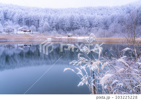 《長野県》雪景色の中牧湖・霧氷の森と湖のリフレクション 《長野県》雪景色の中牧湖・霧氷の森と湖のリフレクション 103225228